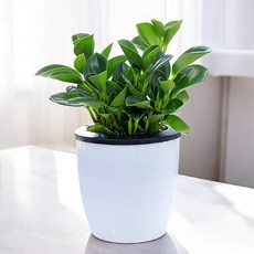 도매토피아 그린러브 자동급수 화분, 1개, 혼합색상