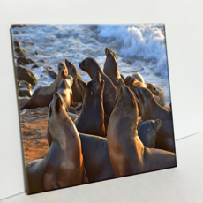 HTP 磁磚 C1037 聖地牙哥海豹