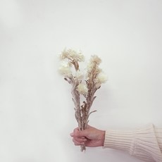 GAPANG 乾花 DRYB093, 02白色