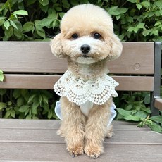 Grooming Dog 寵物網紗蕾絲主題披肩, 綠色, 1個