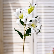 GAPANG 乾花1號 DRYE029, 白色的