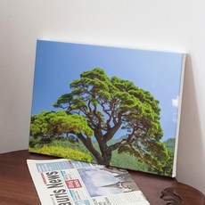 풍수 건강을 가져다주는 소나무 캔버스 액자 ga614