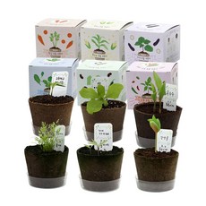 틔움 팜팜농장 모종 키우기 6종 세트, 가지, 강낭콩, 옥수수, 상추, 고추, 당근