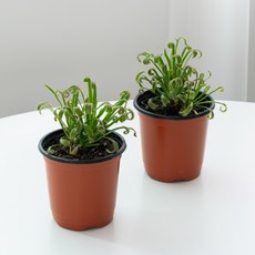 코코도르팜 식충식물 벌레잡이 포트 소형 끈끈이주걱, 그린, 2개