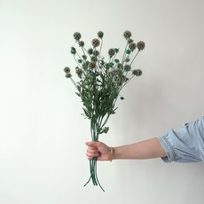 GAPANG 乾花 DRYB087, 藍色數字 16