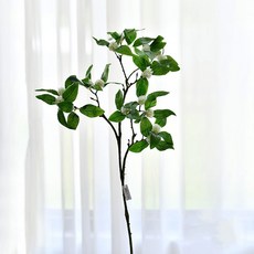 GAPANG 乾花01號 DRYE055, 白色的