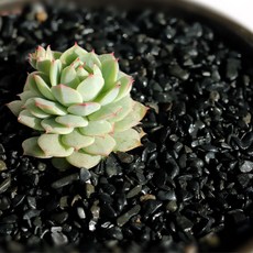 수아쿠아 네이처굿즈 흑자갈 3~5mm, 1개, 2kg