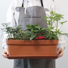 모리앤 초화 박스 2p + 화분 받침 2p, 라이트브라운, 1개