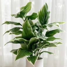 綠葉灌木, 1個, 玉簪