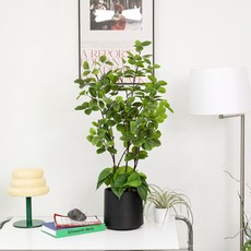 JOART 室內裝飾人造樹佈雷尼亞 + 裝飾石 2入 + 花盆組合, 1套, 綠色(人造植物), 隨機出貨(花盆, 裝飾石)