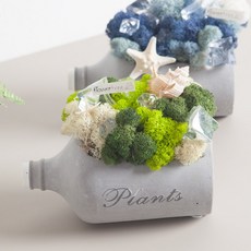 플라워트리 보틀스칸디아수반 세트 18cm, 1개