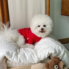 Baidamsumi 寵物棉熊連帽T卹, 紅色