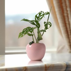 morningscent 과일 세라믹 수경화병, 애플핑크