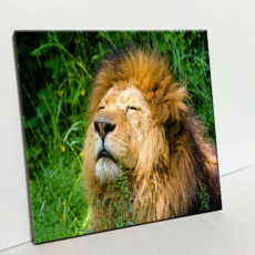 HTP 磁磚 閉眼獅子 C2848