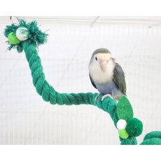 조류용 잭과 콩나무 횃대 콩, 그린, 1개