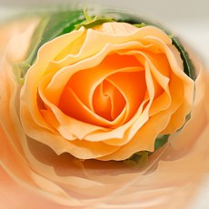 ASPASIA 香水單朵香皂花 10入, 雪酪橘, 10個