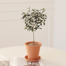 모리앤 토분에 심은 외목대 올리브나무, 그린, 1개 그린, 1개