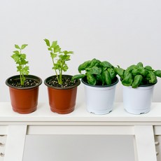 코코도르팜 채소 포트 소형 2종 샐러리 2p + 바질 2p, 그린, 1세트