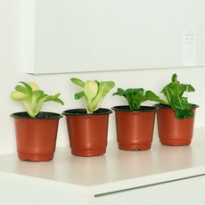 코코도르팜 채소 포트 소형 2종 로메인상추 2p+ 청경채 2p, 혼합색상, 1세트