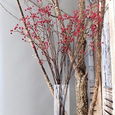 Young&Young芒果果實枝條, 混合顏色