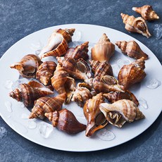 피시원 산지직송 자연산 생물 삐뚤이 소라 (냉장), 1kg(소), 1개