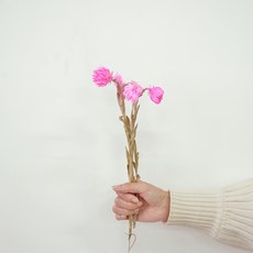 GAPANG 乾燥花 DRYB093, 06