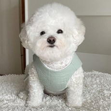 BYDAMSOOMI 小狗毛茸茸的 baeja, 薄荷