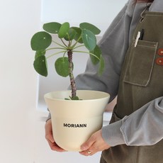 MORIANN 鬱金香陶瓷花盆, 1個, 奶油米色