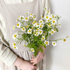 코코도르팜 생화 마트리카리아 5대, 혼합색상