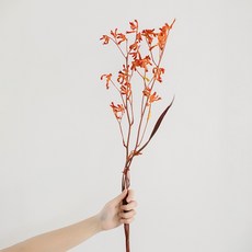 GAPANG 迷霧藍乾燥花 DRYB134, 01號(橘色)