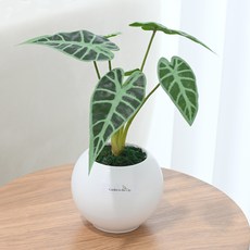 도시정원 모던 원형 알로카시아 조화 소품, 혼합색상, 1개