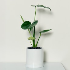 코코도르팜 도자기 화분 대형 몬스테라, 그린, 1개