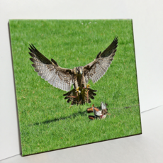 HTP 瓷磚 獵食的獵鷹 C2887