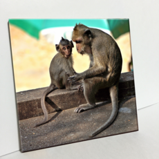 HTTP 瓷磚照片 C932 猴子家族