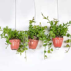 갑조네 미니화분 디시디아, 그린, 3개