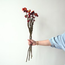 GAPANG 乾花DRYB105, 09紅色