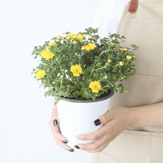 모리앤 소국 중품포트 공기정화식물, 옐로우, 1개