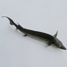 Soniyo 魚形裝飾 室內擺飾 魚模型, TYPE 15