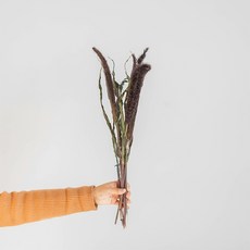 GAPANG 喬乾花 DRYB272, 01（紫色）