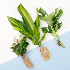 메이크정글 뿌리 흙세척 수경재배 식물 오색마삭줄 + 맛상게아나 + 히메몬스테라 세트, 혼합색상, 1세트