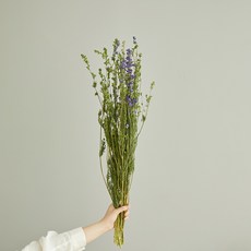 GAPANG 乾花 DRYB259, 04（藍色）