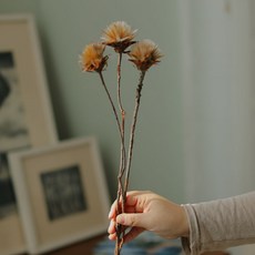 GAPANG 乾花 DRYB107, 01（棕色）