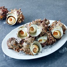 어부심 쫄깃한 자연산 뿔소라 (냉장), 1개, 2kg