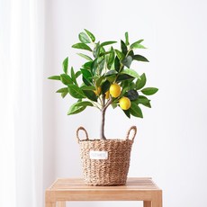 ALLIE FLOWER 檸檬樹人造盆栽, 混合顏色, 1個