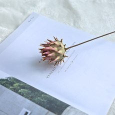 가팡 드라이 플라워 DRYJ114 01번, 퍼플