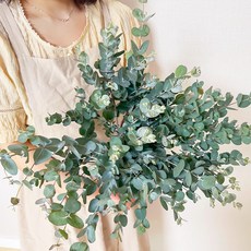 코코도르팜 생화 구니 5대, 혼합색상