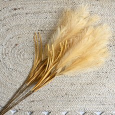 潘帕斯草枝, 5個, 淺棕色