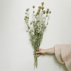 GAPANG 乾花DRYB087, 02號（綠色）