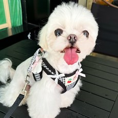 PASTEL PET 寵物蝴蝶結天使胸背帶牽繩, 黑色, 1個