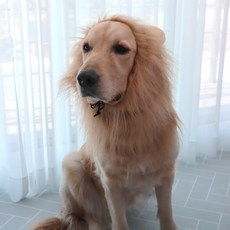 DING DONG PET 寵物獅子頭套, 淺褐色的